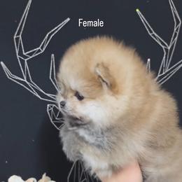 Girl 2 - Orange parti female Pomeranian puppy in Visalia, California from Exotic_fresita_poms