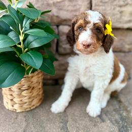 Girl 1 - Brown female Poodle puppy in Mc Bain, Michigan from The Dog House