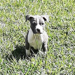 American Staffordshire Terrier and French Bulldog Puppies from Cicero Kennels