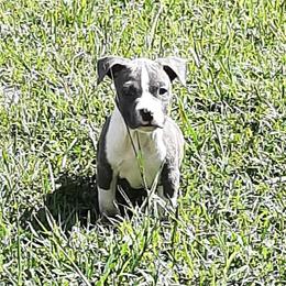 American Staffordshire Terrier and French Bulldog Puppies from Cicero Kennels