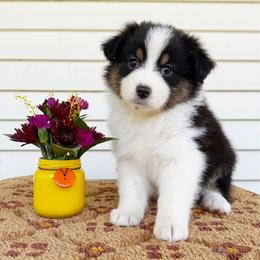 Sailor - Black tri-color female Australian Shepherd puppy in Kearney, Nebraska from Helix Aussies