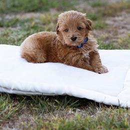 Teddy - Brown and white male Sheepadoodle puppy in Los Angeles, California from Exquisite Doodles
