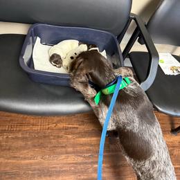 Midge - Chestnut and gray female Wirehaired Pointing Griffon puppy in Shelbyville, Texas from AndersonK9Kennels Bayou Beards