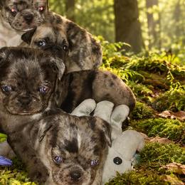 Pugs from Brenda Marquez