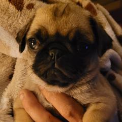 Pugs from Carole's Pugs