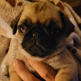 Pugs from Carole's Pugs
