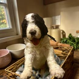 Gray Collar - Parti male Goldendoodle puppy in Sanderson, Florida from Serenity Goldendoodles