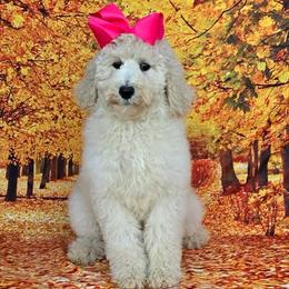 Maggie's Pink Girl - Cream female Goldendoodle puppy in Kountze, Texas from Texas Doodles LLC
