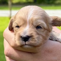 Peanut - Apricot female Cavapoo puppy in Newville, Alabama from Southeast cavapoos