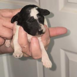 Clove - Parti female Poodle puppy in Calhoun, Georgia from Johnson Kennels
