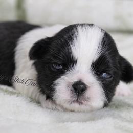 Majesty's Shih Tzu Armani - Black and white male Shih Tzu puppy in Douglas, Massachusetts from Majesty’s Shih Tzus