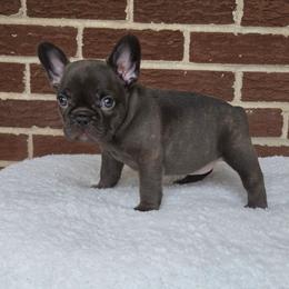 Girl 1 - Blue female French Bulldog puppy in Gloster, Mississippi from Donna's French Bulldogs