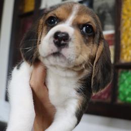 Max - Black tan and white male Beagle puppy in Susanville, California from Homegrown Beagles