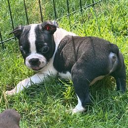 L. Male - Black and white male Boston Terrier puppy in Mc Donough, Georgia from Ballard Boston Terriers