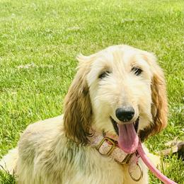 Domino female - Blue and cream female Afghan Hound puppy in Carlisle, Pennsylvania from Winterberry Afghan Hounds