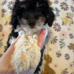 Piper - Parti female Poodle puppy in Howe, Oklahoma from Cuddly Cavapoos