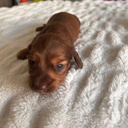 Boy 4 - Chocolate and cream male Dachshund puppy in Pueblo, Colorado from Nikas Baby Beanz LH Dachshunds