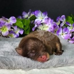 Pepper's Blame It On The Boogie - Boogie - Chocolate and tan male Pomeranian puppy in Plant City, Florida from Pepper's Pomeranians