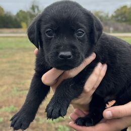 Waldo - Black male Labrador Retriever puppy in Garnett, Kansas from Timberland Creek Labradors