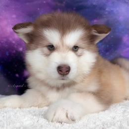 Ladybug - Red and white Alaskan Malamute puppy in Spokane, Washington from Asgard Wooly Malamutes