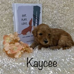 Goldendoodle Puppies from Ming’s Dynasty Doodles