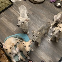 Silken Windhound Puppies from Regalant Silken Windhounds