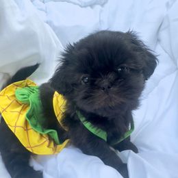 Silk - Black female Shih Tzu puppy in Rhode Island from Sacred Light Shihtzu