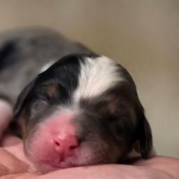 Cupcake - Merle female Bernedoodle puppy in Mc Gaheysville, Virginia from Doting Doodles