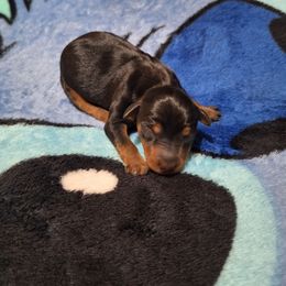 Tux - Black and rust male Miniature Pinscher puppy in Grove, Oklahoma from K&J's Min Pins Of Grand Lake