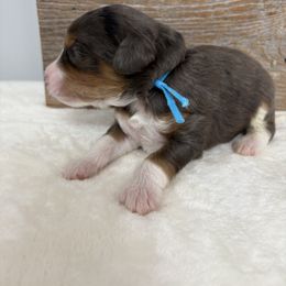 Light blue - Blue merle male Bernedoodle puppy in Calico Rock, Arkansas from Cottrell’s Poodles & Doodles