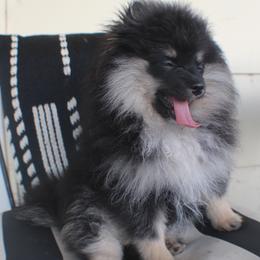 Spumoni - Black and tan parti male Pomeranian puppy in Scio, Oregon from Mac Daddy Poms