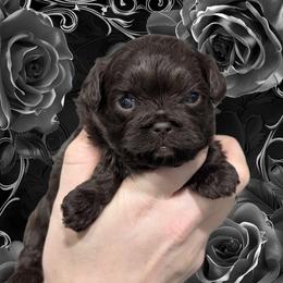 Cocoa - Brown female Shihpoo puppy in Coshocton, Ohio from Forever Family Puppies