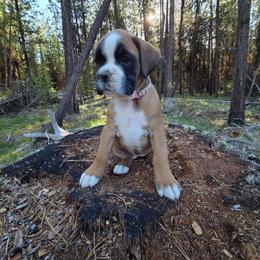 Nova - Fawn female Boxer puppy in Marion, Montana from Serendipity's European Boxers