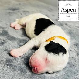 Aspen- Female Reservation 3 - White female Sheepadoodle puppy in Spokane, Washington from Downriver Doodles