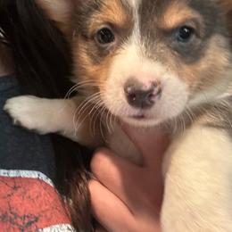 Luke - Gray and white male American Corgi puppy in Orangevale, California from Corgis of the Heart