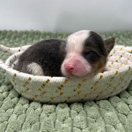 Pistachio (bluie fluffy) - Blue female Pembroke Welsh Corgi puppy in Waco, Texas from The Comma Corgis