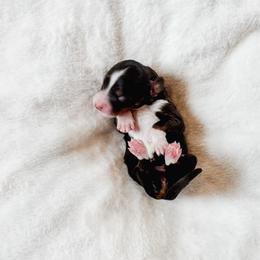 Peanut - Tri-color female Bernedoodle puppy in Jackson, Missouri from Pincksten Family Doodles