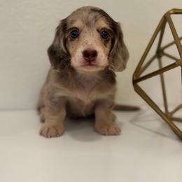 Titus - Dapple male Dachshund puppy in Fort Gibson, Oklahoma from Cooper’s Dachshunds
