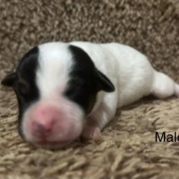 Bo - Tri-color male Jack Russell Terrier puppy in Copperhill, Tennessee from Tuff Country Farm