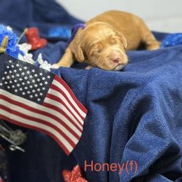 Honey - Caramel red female Australian Labradoodle puppy in Citrus Heights, California from Elite Blend Labradoodles