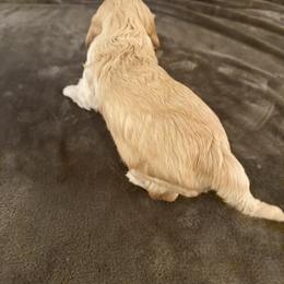 Cavapoo Puppies from The love of Cavapoos