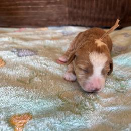Gingerbread - Red  female Goldendoodle puppy in Chino Valley, Arizona from Bass Creek Doodles