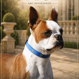 Cash - Boston Terrier