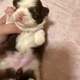 Star - Chocolate female Shih Tzu puppy in Live Oak, California from Irma's Shih Tzus