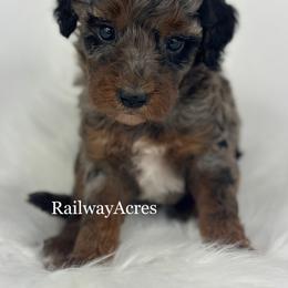 Angel - Merle female Goldendoodle puppy in Milford, Indiana from Railway Acres Kennel
