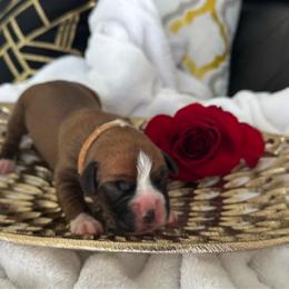 Brown - Fawn female Boxer puppy in Denver, Colorado from Yuni’s AKC Boxers
