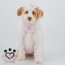 Miss White - Parti female Labradoodle puppy in Travelers Rest, South Carolina from Doodles of Love Labradoodles