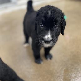 Bernedoodle, Goldendoodle, and Sheepadoodle Puppies from Dhalia’s Doodles