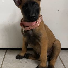 Rosemary (Lt. Pink Collar) - Red sable female Belgian Malinois puppy in Woodway, Texas from New Beginning Belgians