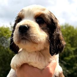 Bashful - Black white and tan male English Springer Spaniel puppy in Bay City, Wisconsin from Springer Hills Farm